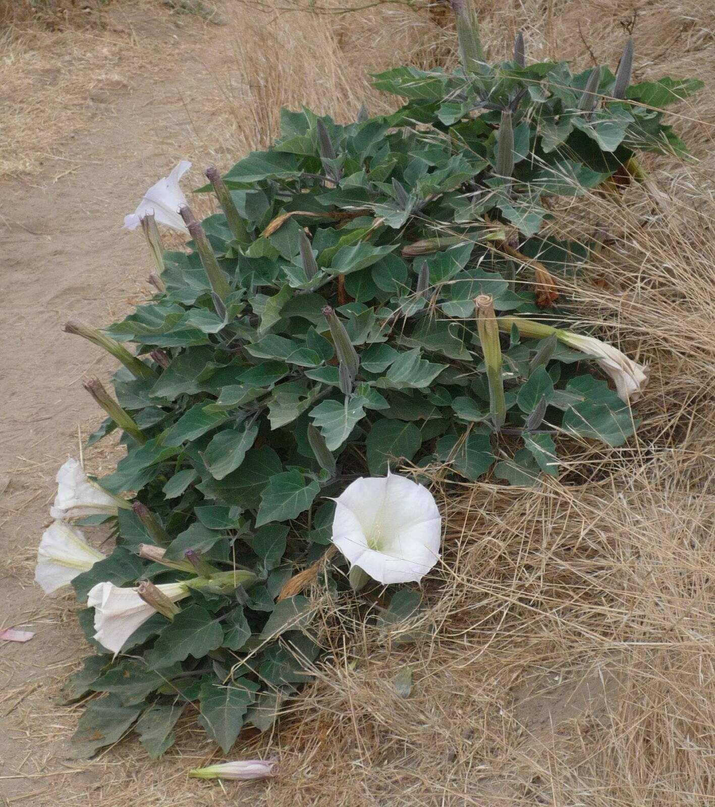 High Resolution Datura wrightii Plant